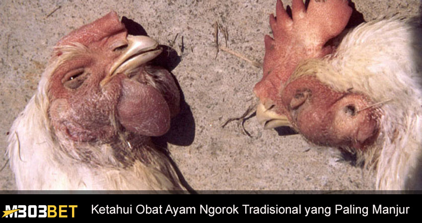 Obat Ayam Ngorok Tradisional