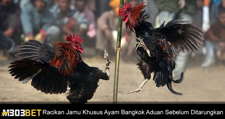 Jamu Khusus Ayam Bangkok Aduan Sebelum Ditarungkan