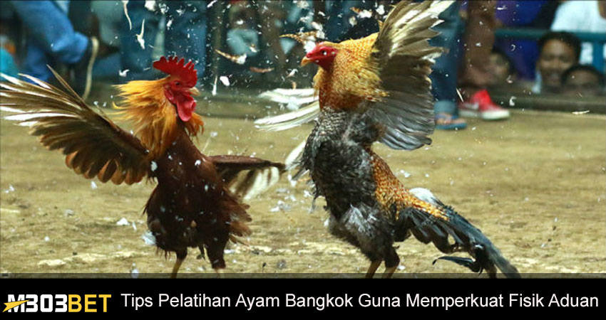 Pelatihan Ayam Bangkok Guna Memperkuat Fisik Aduan