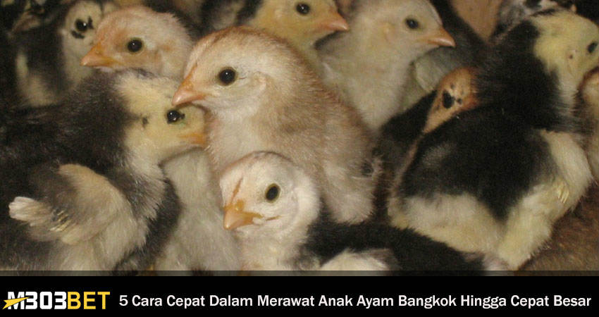 Merawat Anak Ayam Bangkok Hingga Cepat Besar