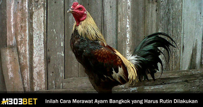 Perawatan Rutin Ayam Bangkok