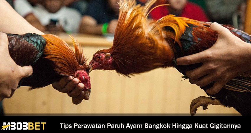 Perawatan Paruh Ayam Bangkok