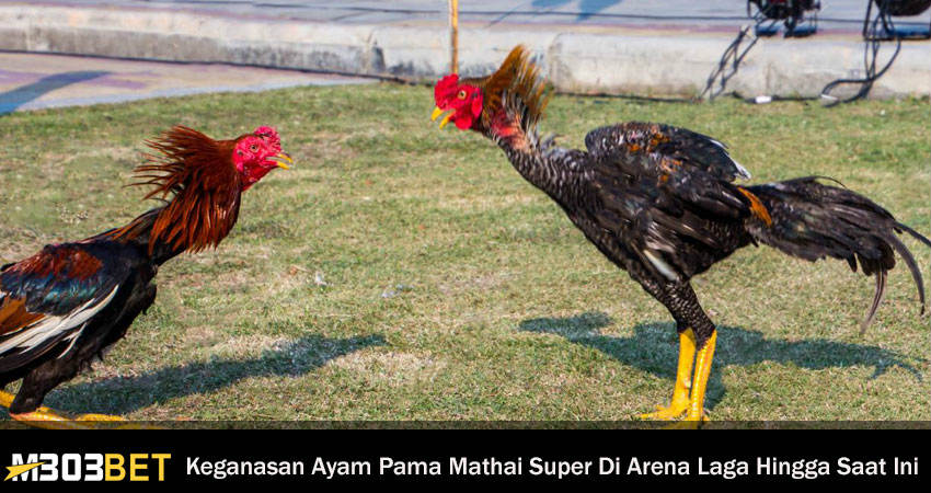 Keganasan Ayam Pama Mathai