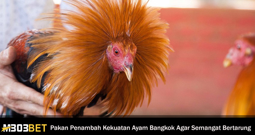 Pakan Penambah Kekuatan Ayam Bangkok