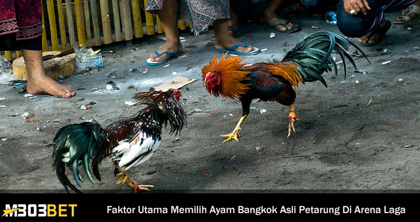 Faktor Utama Memilih Ayam Bangkok