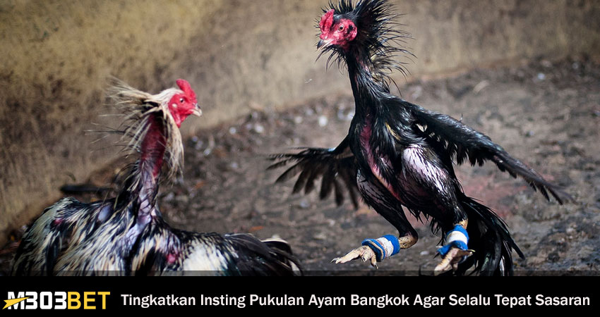Tingkatkan Insting Pukulan Ayam Bangkok