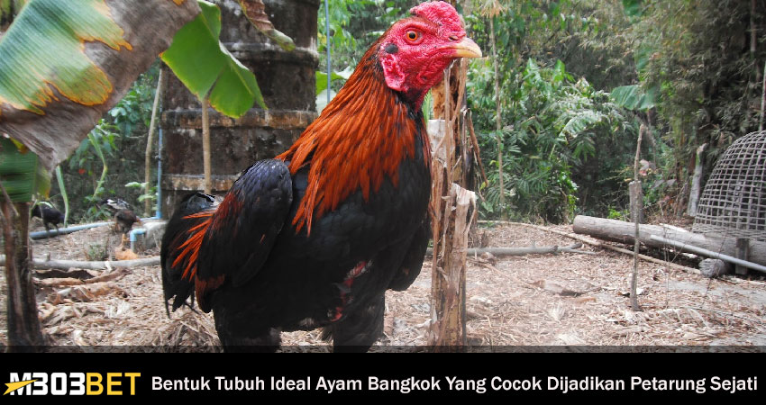 Bentuk Tubuh Ideal Ayam Bangkok