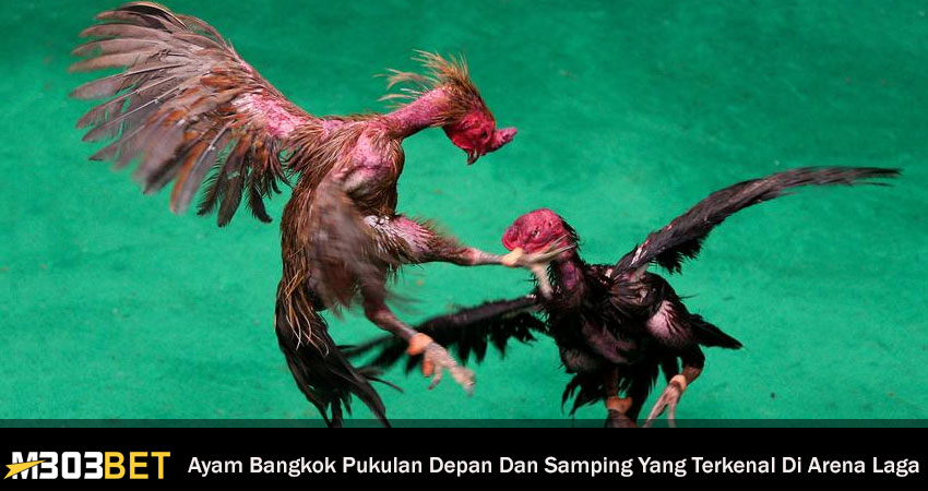 Ayam Bangkok Pukulan Depan