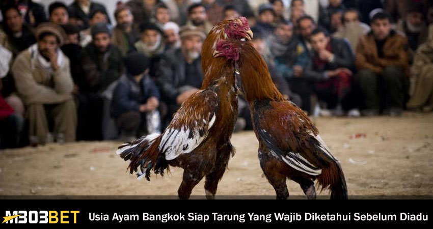 Usia Ayam Bangkok Siap Tarung